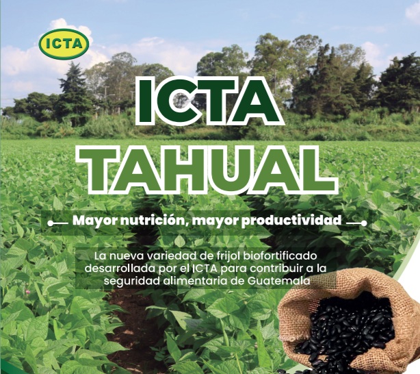Variedad ICTA TAHUAL Mayor nutrición, mayor productividad